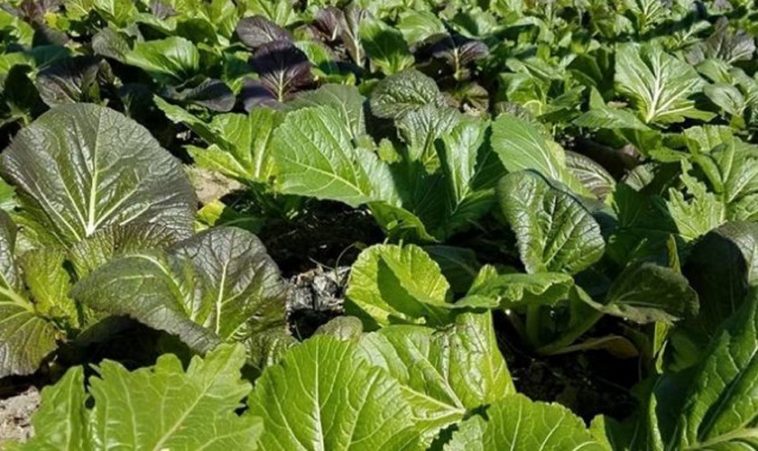आँबुखैरेनीको लाब्दीमा २० रोपनी जमीनमा व्यावसायिक सागखेती
