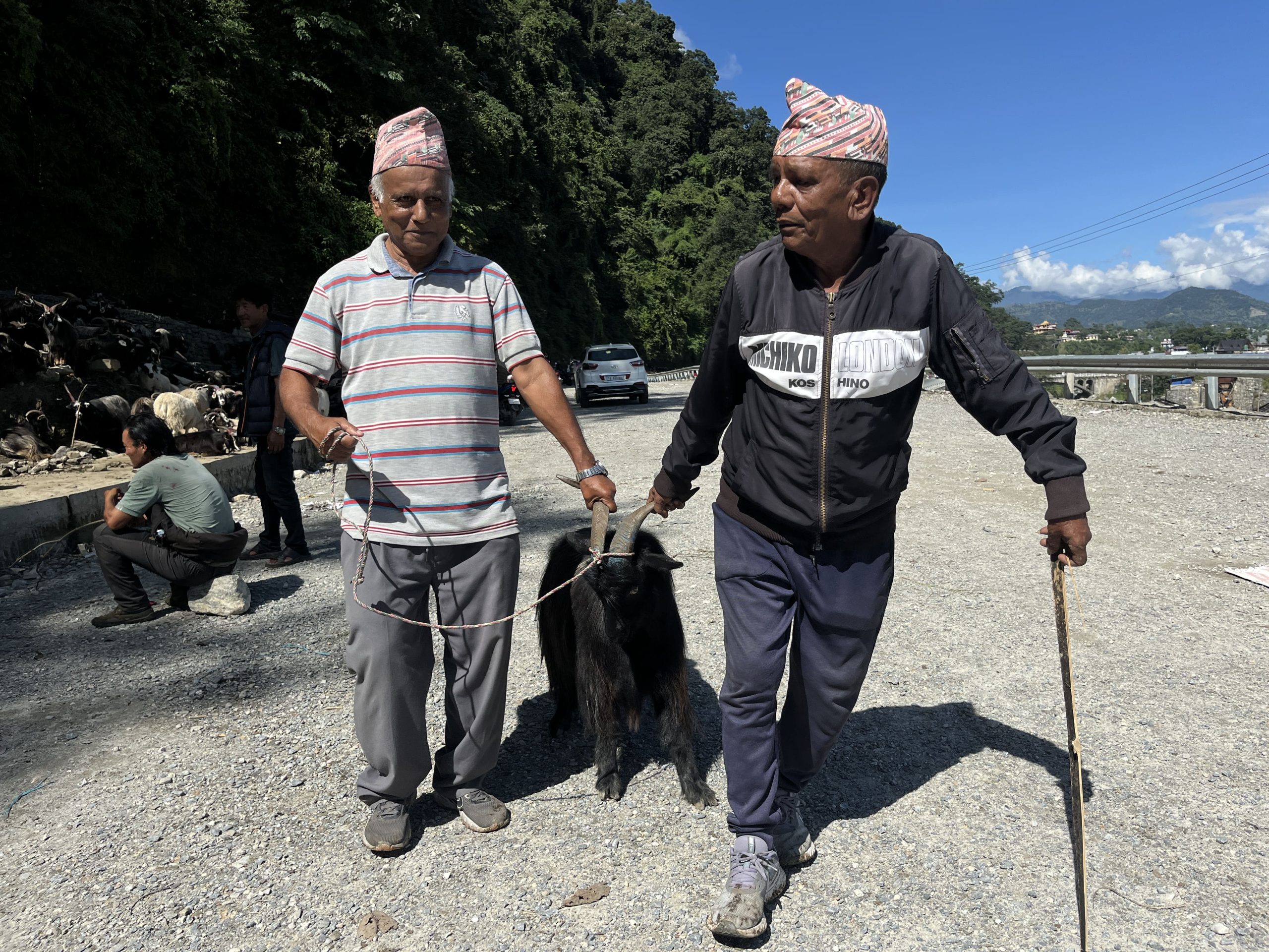 पोखरामा हिमाली भेडाच्यांग्राको किनबेच (तस्बिरहरु)